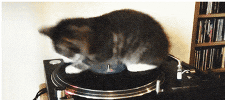 Funee cat spinning on turntable